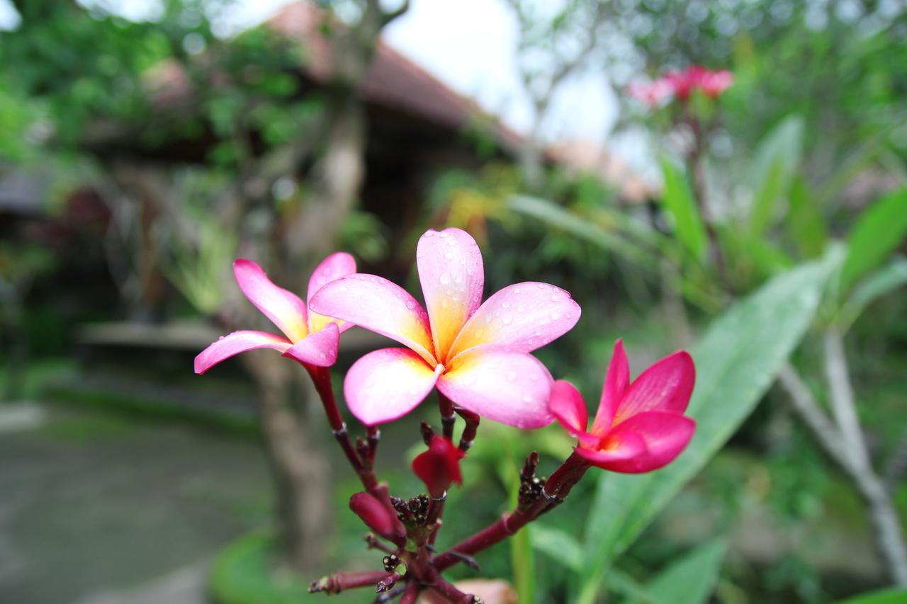 Hotel Sedana Jaya Ubud Exterior foto